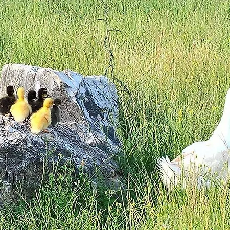 Di Charme Erbadoro Lantgård *
